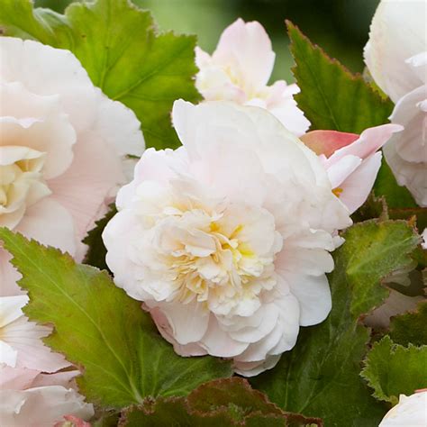 angelique begonia for sale uk.